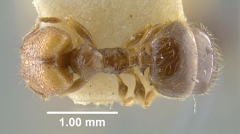 Media type: image;   Entomology 8695 Aspect: habitus dorsal view